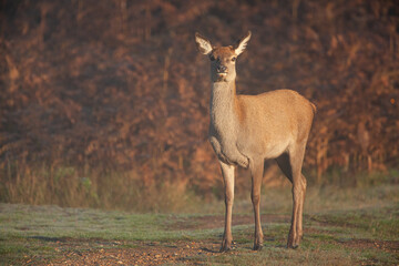 Naklejka na ściany i meble Red deer hind at dawn, looking for the rest of the herd in Bushy Park, London