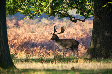 Fallow deer stag in an open clearing during the annual rut in London, UK