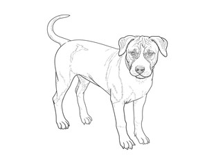 Young American Staffordshire Terrier stands on a white background. Hand drawing, black and white linear vector illustration, EPS 10. Funny, beautiful puppy.