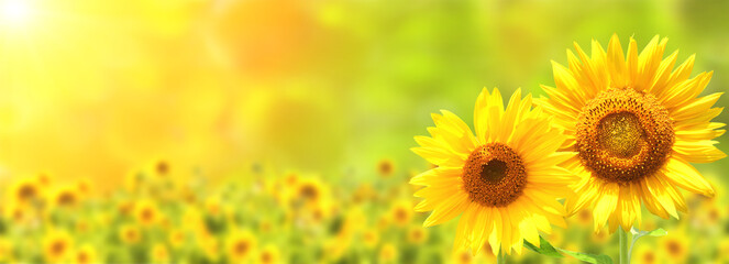 Sunflower on blurred sunny nature background. Horizontal agriculture summer banner with sunflowers field - obrazy, fototapety, plakaty