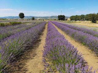 View of purple lavender garden. Midday sky over lavender bushes. Wide view of flower field background