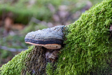mushroom in the forest