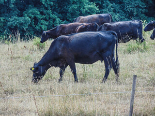 black angus cows grazing grass in the summer