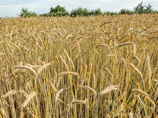 wheat field in the summer in Maramures county, Romania