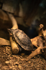 Specimen of European turtle on a rock inside a terrarium. Turtle on tracks.