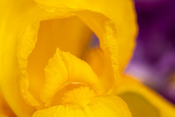 petals and stamens of yellow iris on a purple background. macro photo. blur and  selective focus - Powered by Adobe
