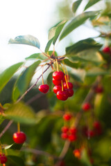 Obraz premium ripe cherry