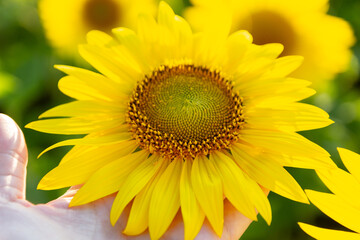 a large sunflower in the field in your hands