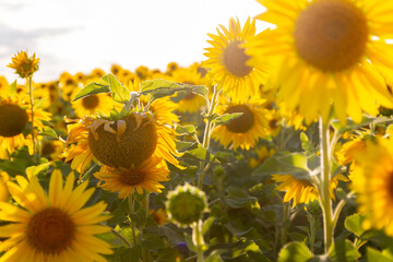 a field of sunflowers against the sky and a beautiful sunset