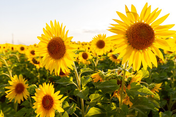 a field of sunflowers against the sky and a beautiful sunset