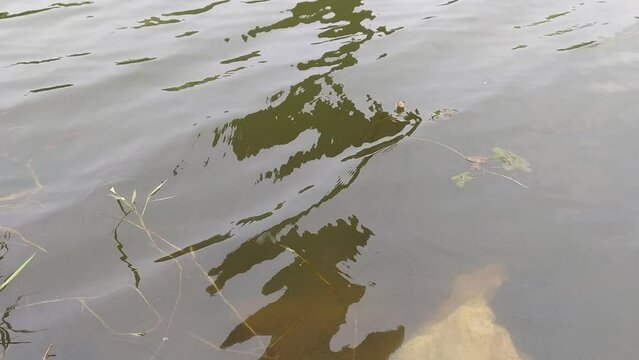Breeze ripples or waves on slow moving and flowing green natural river, lake or pond water surface with microalgae and phytoplankton. Calm closeup above view. Tranquil and rippling conceptual video.