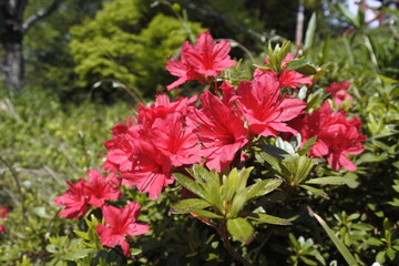 赤いツツジ