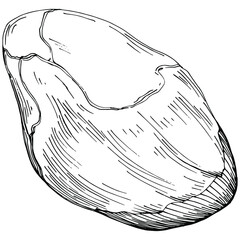 Hazelnut, filbert, cobnut hand-drawn Vector Illustration isolated on white background. Retro style farm product for restaurant menu, market label, logo, emblem and kitchen design. Decoration for food.