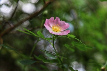 Pink rambling rose in garden. Close up.