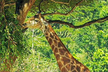 giraffe in the wild