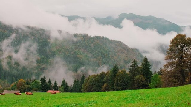 Cows in Logar Valley. View on cloudy October mountain valley with cows at pasture. Logarska Dolina, Slovenia. Handheld pan