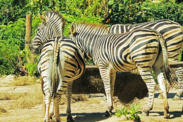zebra in zoo