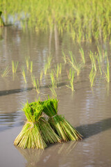 Rice seedling cut off leaves ready for planting