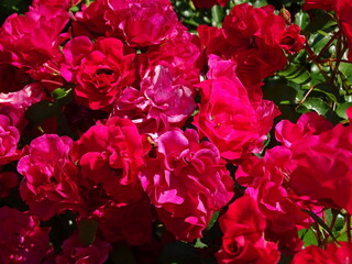 pink and white roses
