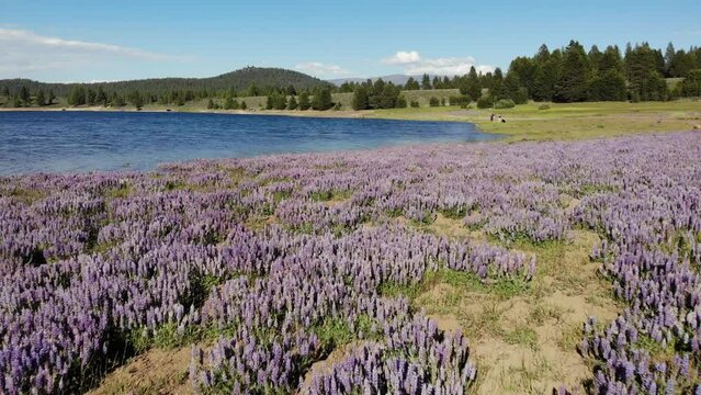 Purple Lupine along the shore of Prosser Reservoir - Tahoe National Forest - Aerial Drone