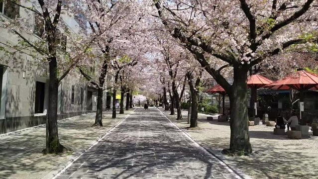 春の京都　祇園　桜のトンネル　スローモーション