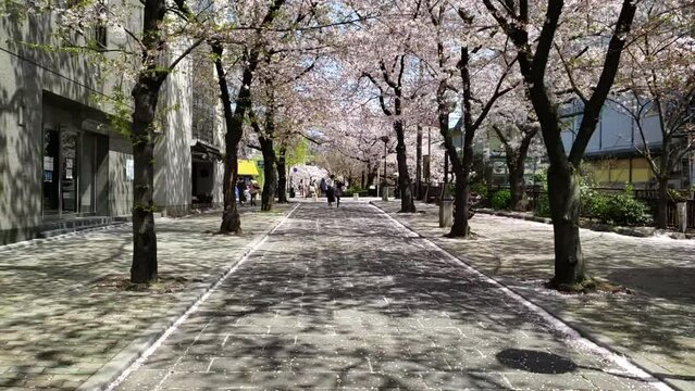京都祇園桜のトンネル　スローモーション