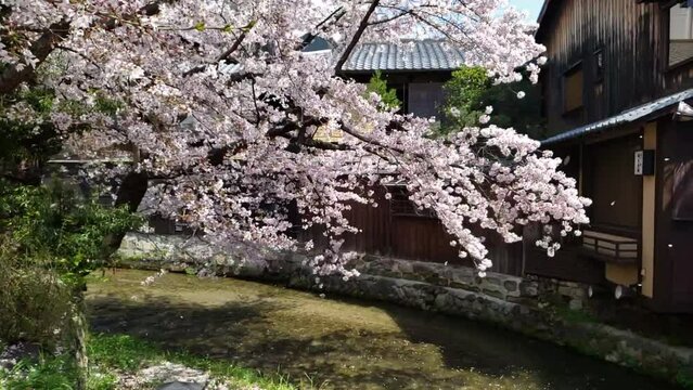 春の京都　祇園の桜　川面にゆっくりと散る花びら　スローモーション