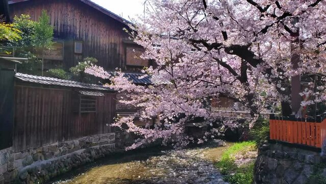 春の京都　祇園　桜