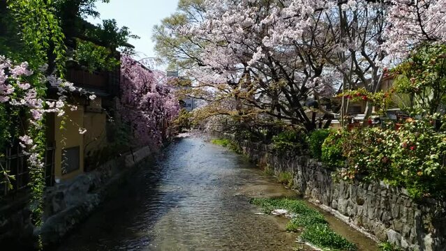 春の京都祇園桜　スローモーション