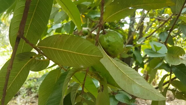 Organic unripe guava psidium guajava fruit hanging on tree branch covered in thick green leaves moving with blowing breeze wind. Beautiful close up view. Agriculture, cultivation and farming concept.