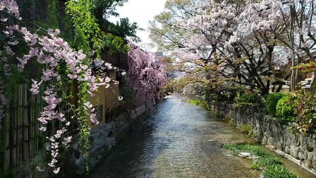 京都祇園桜 スローモーション　川