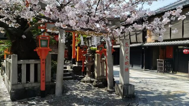春の京都　祇園桜　散る　スローモーション