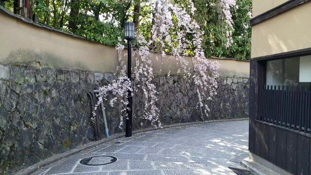 京都路地に咲く桜　スローモーション