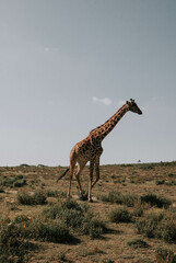 żyrafa, na safari, afryka - obrazy, fototapety, plakaty