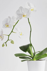 white orchid flower blossom with white background 
