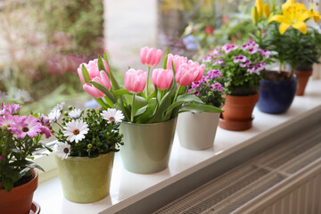 Many beautiful blooming potted plants on windowsill indoors - obrazy, fototapety, plakaty