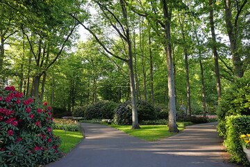 Beautiful park with blooming rhododendron plants on sunny day. Spring season
