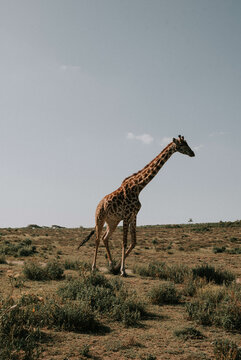 Fototapeta żyrafa, na safari, afryka