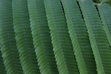 green background leaf texrure ,tree design 