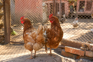 Two beautiful hens in yard. Domestic animals