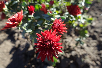 Close shot of red flower of Chrysanthemum in october