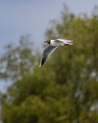 Black headed gull flying with trees in background
