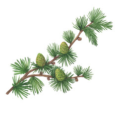 Close-up green branch with pine cones of European larch tree (Larix decidua, karamatsu). Watercolor hand drawn painting illustration isolated on white background. - obrazy, fototapety, plakaty