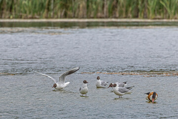 group of Black Headed Gulls on lake