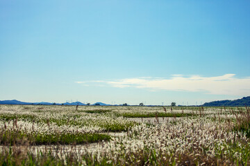 Fototapeta na wymiar a clear sky, the horizon seen through the reeds a clear sky. Selective focus