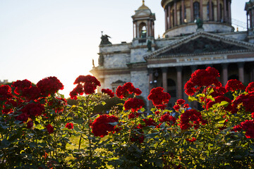 St. Isaac's Cathedral and red roses close-up in front of him on a flower bed in the rays of the sunset