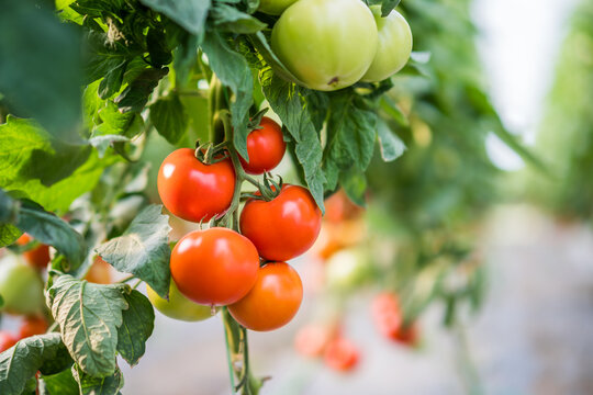 Close up image of ripe tomatoes in greenhouse. 