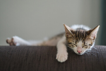 kitten cat sleeping at couch