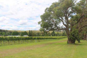 Vineyard country scene with a gum tree and lawn