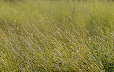 Beautiful and fresh grassland under morning light. this photo was taken from Chittagong,Bangladesh